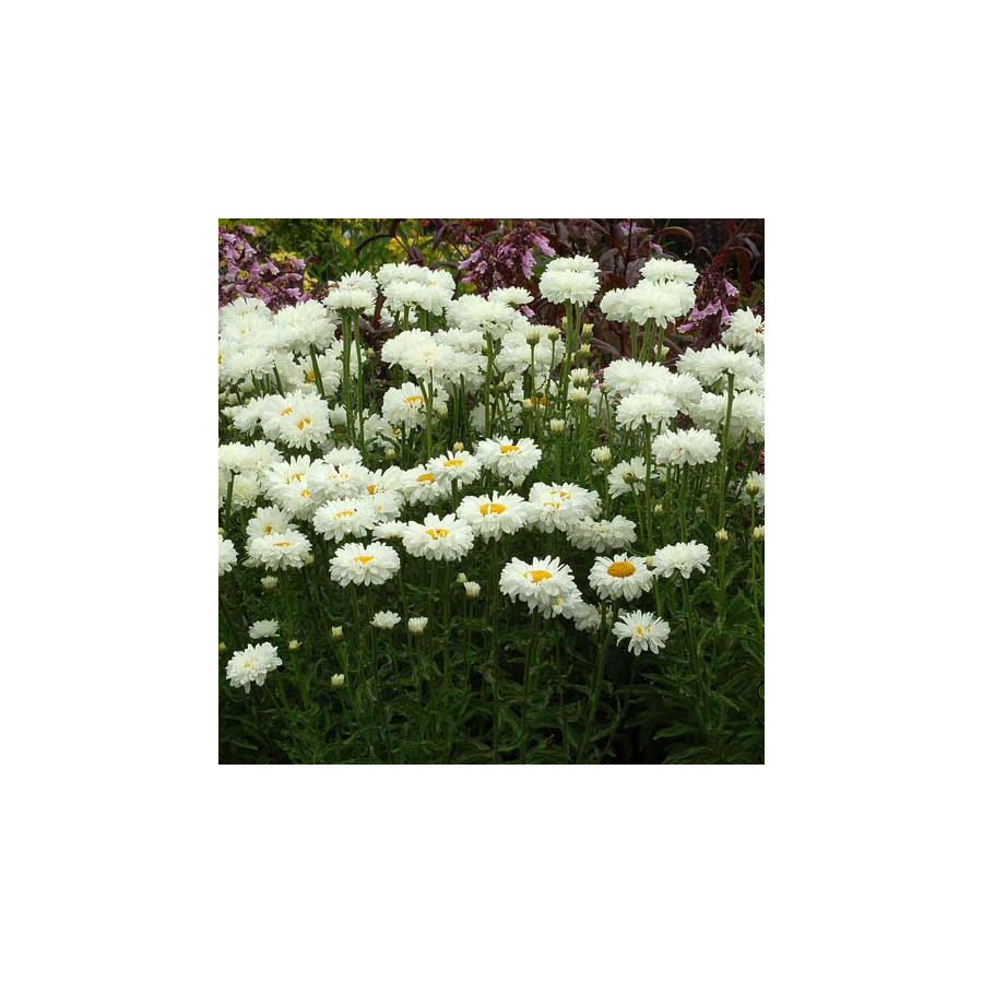 Plantes Vivaces LEUCANTHEMUM superbum 'Victorian Secret' ® - Marguerite d'été en vente - Pépinière Lepage .