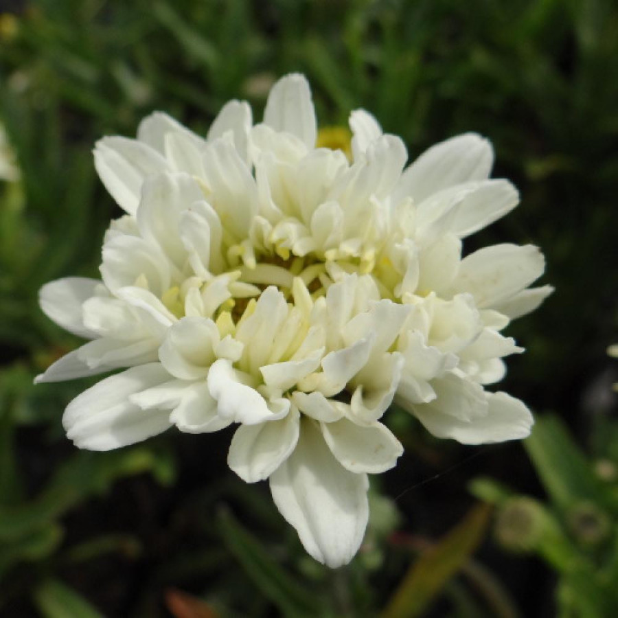 Plantes Vivaces LEUCANTHEMUM superbum 'Victorian Secret' ® - Marguerite d'été en vente - Pépinière Lepage .