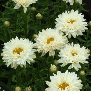 Plantes Vivaces LEUCANTHEMUM superbum 'Victorian Secret' ® - Marguerite d'été en vente - Pépinière Lepage .