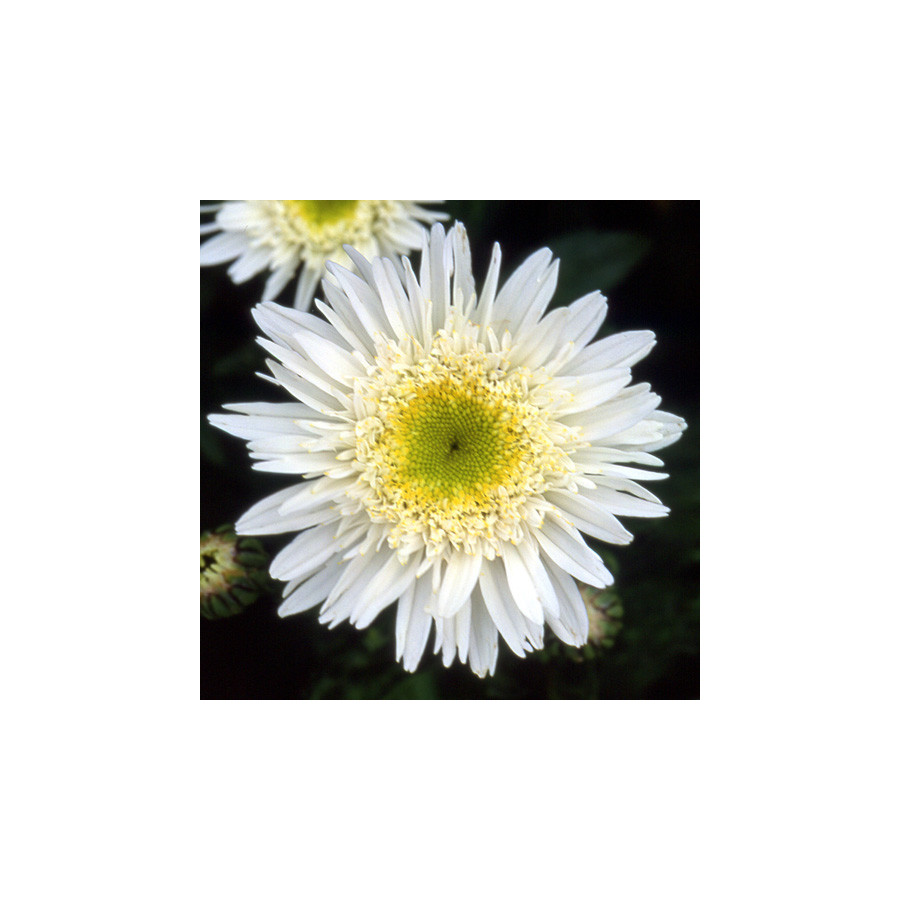 Plantes Vivaces LEUCANTHEMUM superbum 'Wirral Supreme' - Marguerite d'été en vente - Pépinière Lepage .