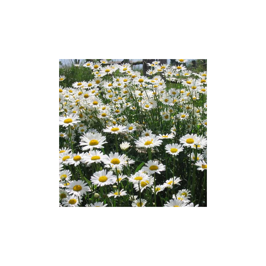 Plantes Vivaces LEUCANTHEMUM vulgare - Marguerite d'été en vente - Marguerite des prés en vente - Pépinière Lepage .
