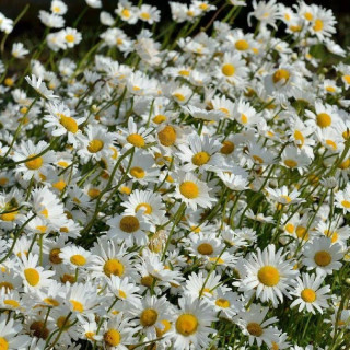 plantes-vivaces-leucanthemum-vulgare-maikonigin-marguerite-d-ete-en-vente-pepiniere-lepage-