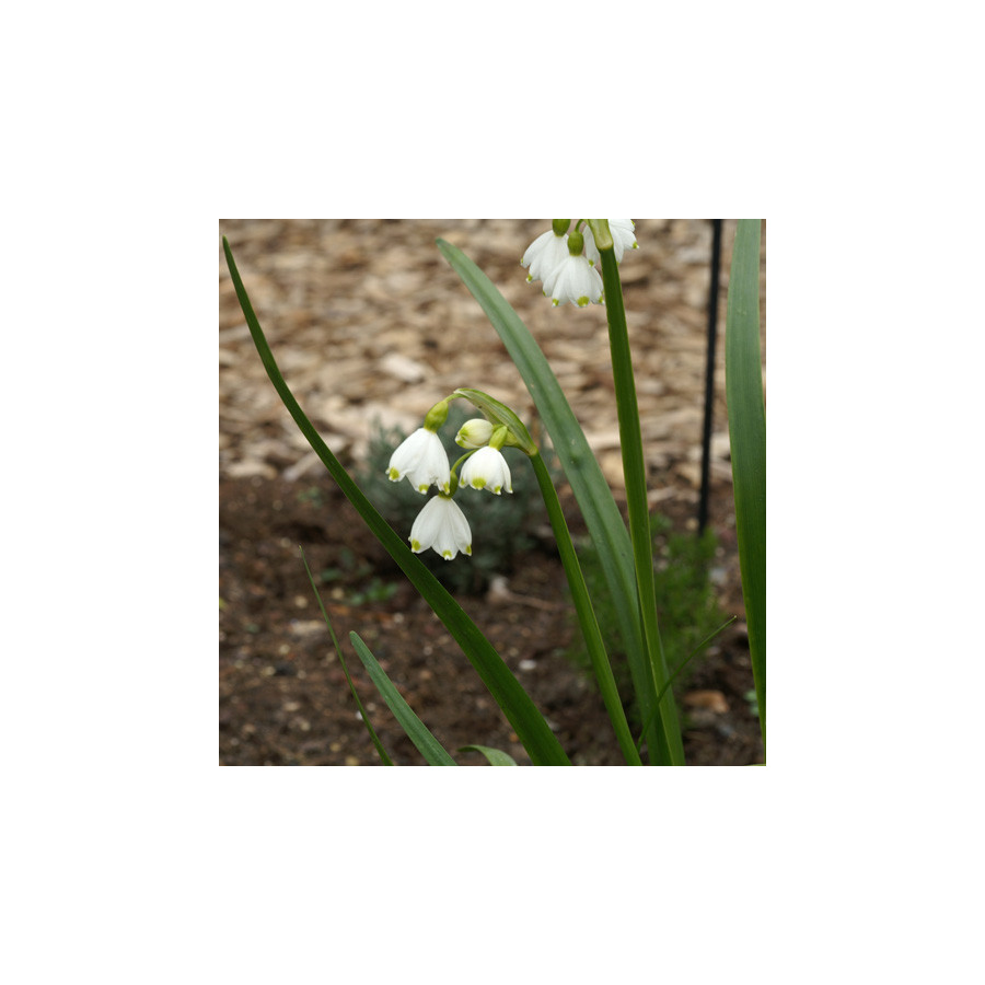 plantes-vivaces-leucojum-aestivum-gravetye-giant-niveole-en-vente-pepiniere-lepage-
