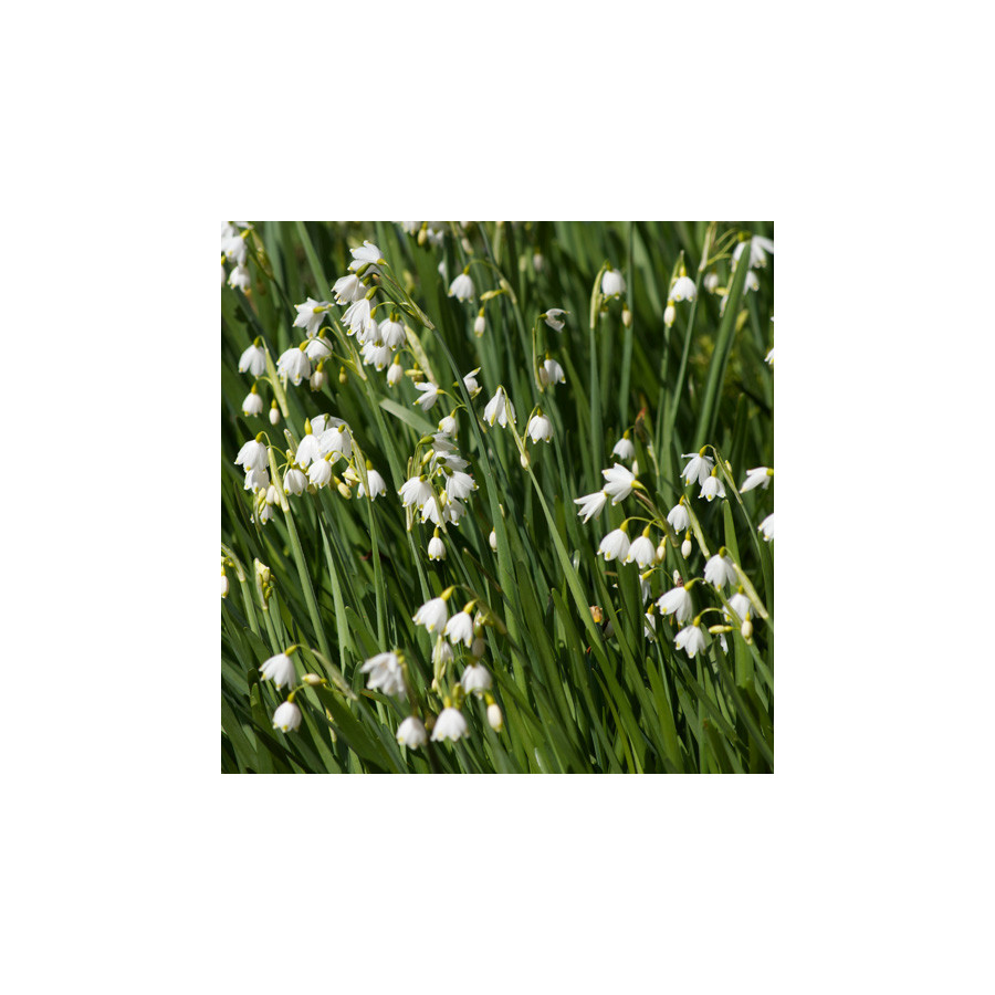plantes-vivaces-leucojum-aestivum-gravetye-giant-niveole-en-vente-pepiniere-lepage-