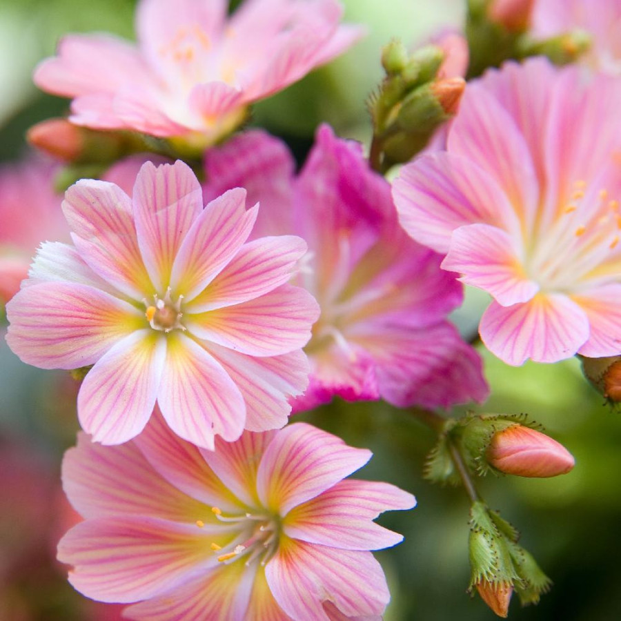Plantes Vivaces LEWISIA cotyledon 'Sunset Strain ' en vente - Pépinière Lepage .