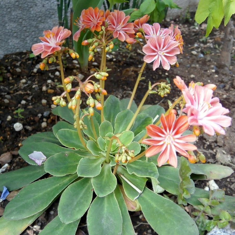 Plantes Vivaces LEWISIA cotyledon 'Sunset Strain ' en vente - Pépinière Lepage .