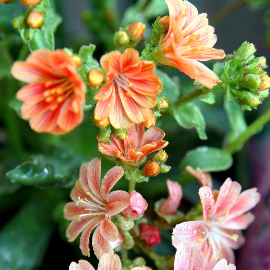 Plantes Vivaces LEWISIA cotyledon 'Sunset Strain ' en vente - Pépinière Lepage .