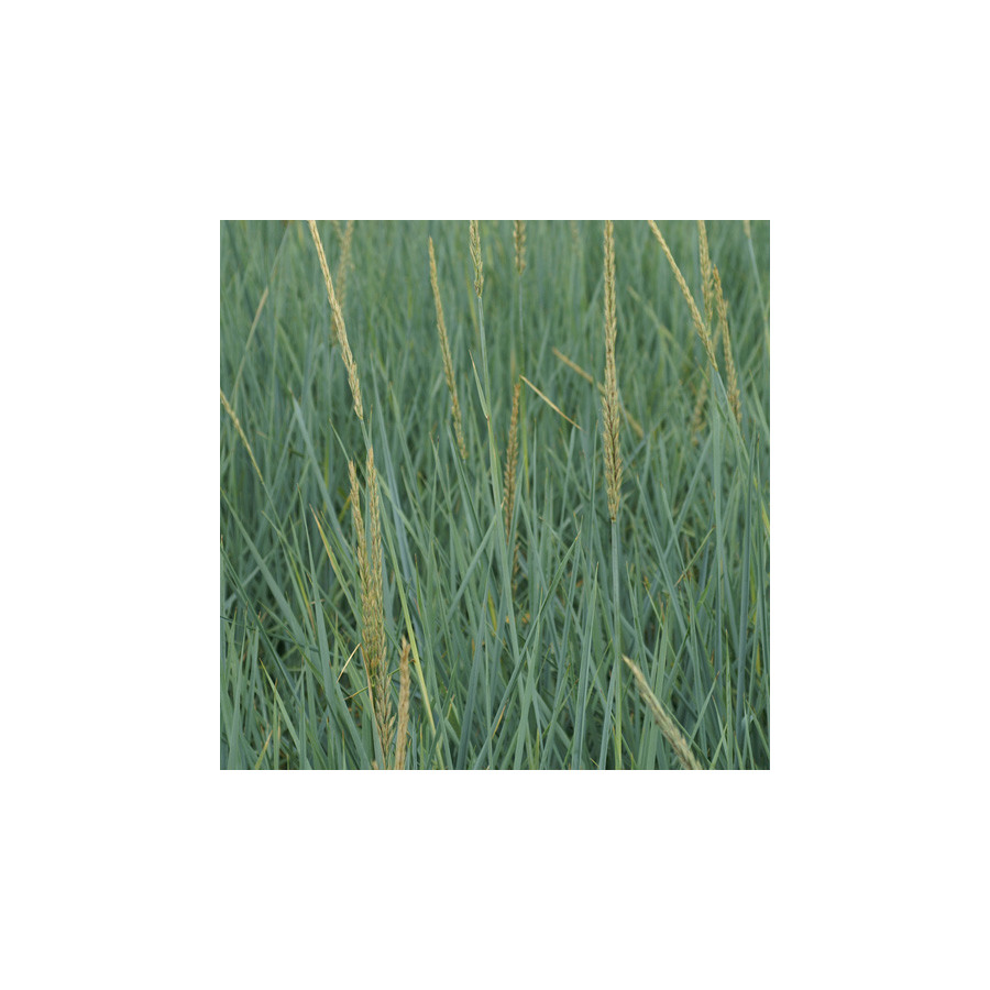 plantes-vivaces-leymus-arenarius-ble-d-azur-en-vente-pepiniere-lepage-