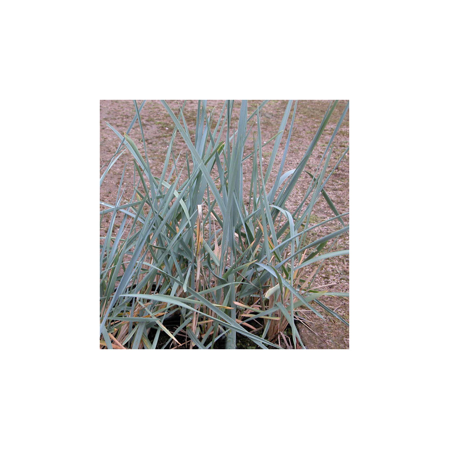 plantes-vivaces-leymus-arenarius-ble-d-azur-en-vente-pepiniere-lepage-