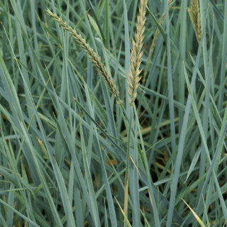 plantes-vivaces-leymus-arenarius-ble-d-azur-en-vente-pepiniere-lepage-
