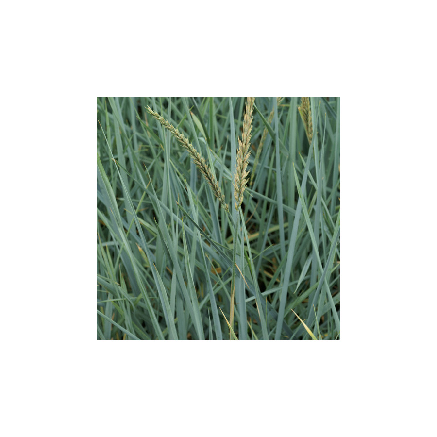 plantes-vivaces-leymus-arenarius-ble-d-azur-en-vente-pepiniere-lepage-