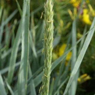 plantes-vivaces-leymus-arenarius-blue-dune-ble-d-azur-en-vente-pepiniere-lepage-