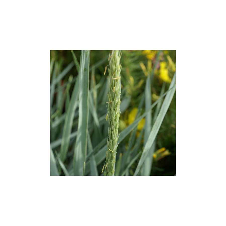 plantes-vivaces-leymus-arenarius-blue-dune-ble-d-azur-en-vente-pepiniere-lepage-