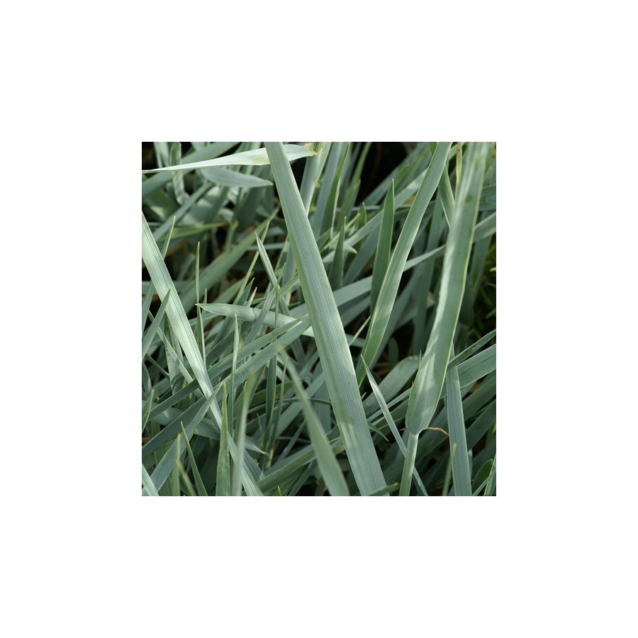 plantes-vivaces-leymus-arenarius-blue-dune-ble-d-azur-en-vente-pepiniere-lepage-