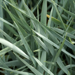 plantes-vivaces-leymus-arenarius-blue-dune-ble-d-azur-en-vente-pepiniere-lepage-