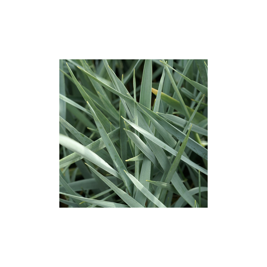 plantes-vivaces-leymus-arenarius-blue-dune-ble-d-azur-en-vente-pepiniere-lepage-