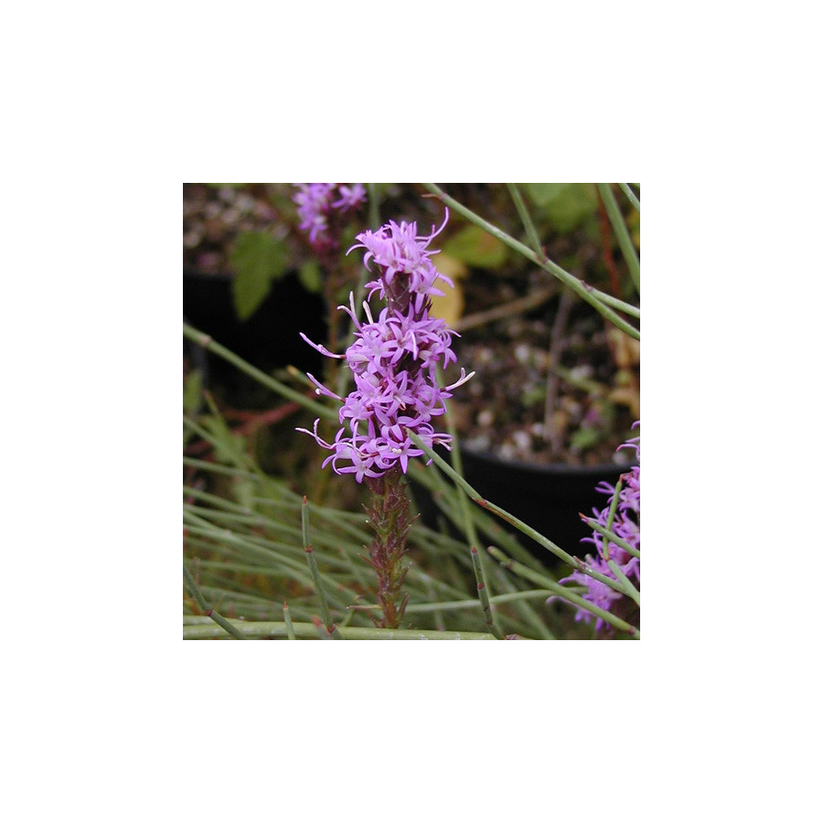Plantes Vivaces LIATRIS spicata - Plume du Kansas en vente - Pépinière Lepage .