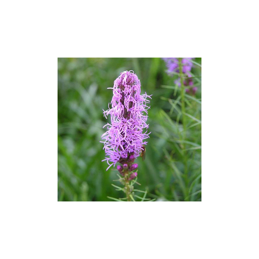 Plantes Vivaces LIATRIS spicata - Plume du Kansas en vente - Pépinière Lepage .