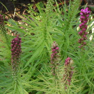 Plantes Vivaces LIATRIS spicata - Plume du Kansas en vente - Pépinière Lepage .