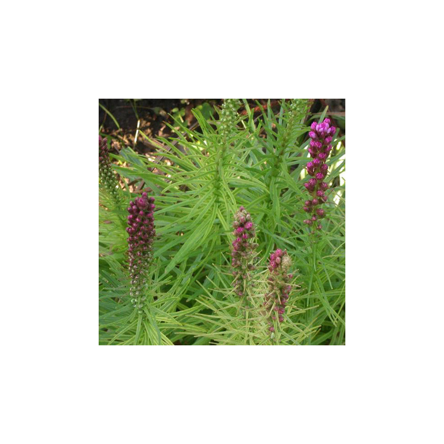 Plantes Vivaces LIATRIS spicata - Plume du Kansas en vente - Pépinière Lepage .