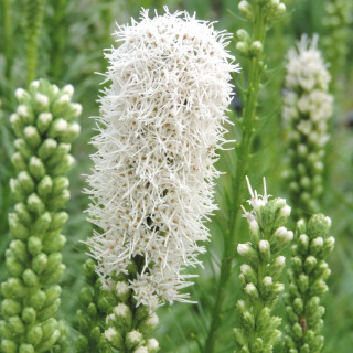 plantes-vivaces-liatris-spicata-alba-plume-du-kansas-en-vente-pepiniere-lepage-