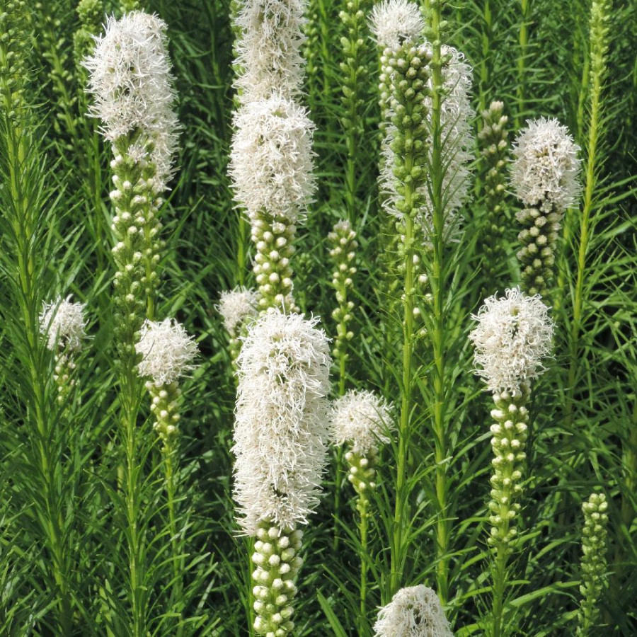 Plantes Vivaces LIATRIS spicata 'Alba' - Plume du Kansas en vente - Pépinière Lepage .