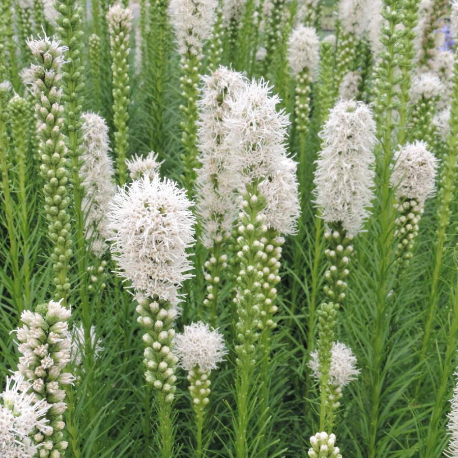 Plantes Vivaces LIATRIS spicata 'Alba' - Plume du Kansas en vente - Pépinière Lepage .