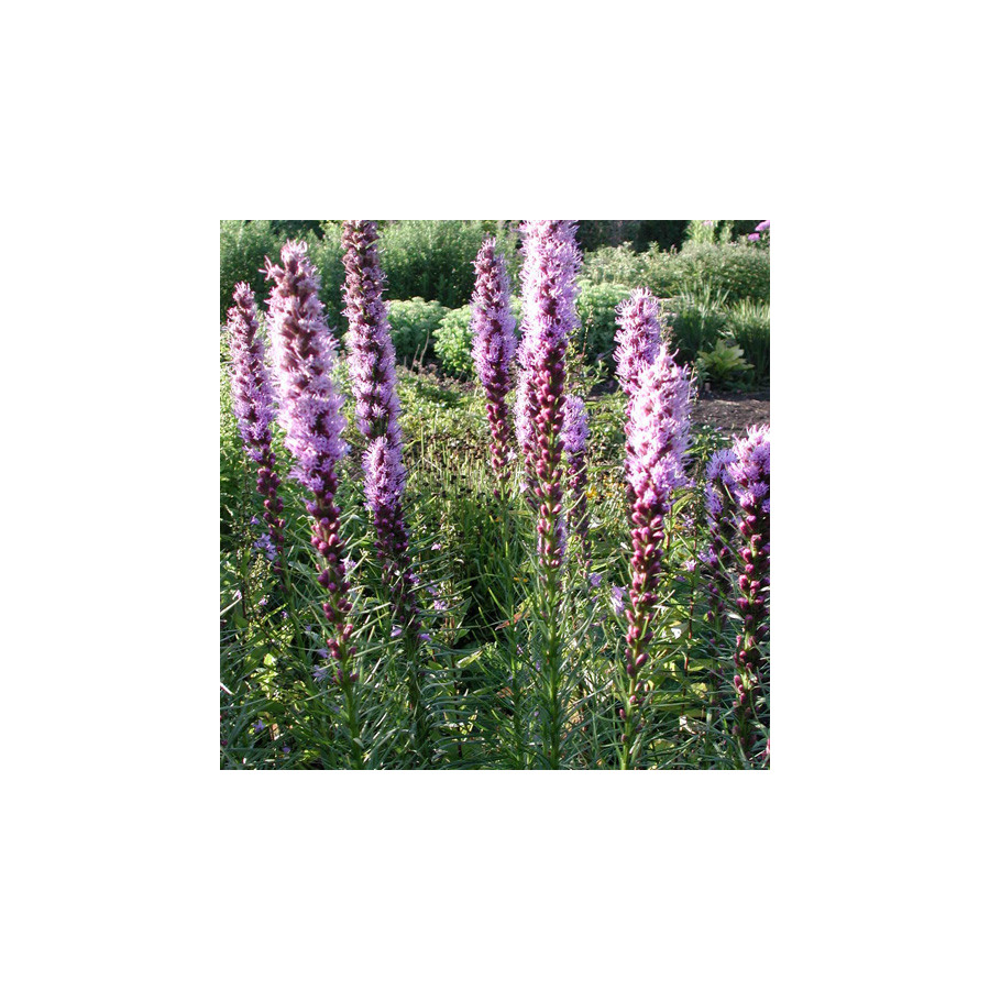 Plantes Vivaces LIATRIS spicata 'Floristan Violett' - Plume du Kansas en vente - Pépinière Lepage .