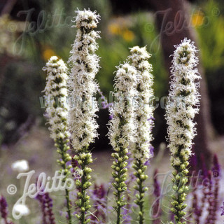 plantes-vivaces-liatris-spicata-floristan-weiss-plume-du-kansas-en-vente-pepiniere-lepage-