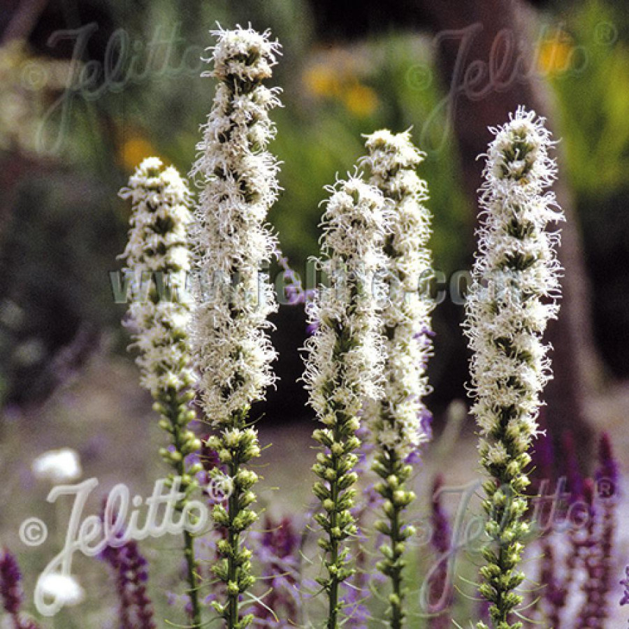 Plantes Vivaces LIATRIS spicata 'Floristan Weiss' - Plume du Kansas en vente - Pépinière Lepage .