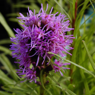 plantes-vivaces-liatris-spicata-kobold-plume-du-kansas-en-vente-pepiniere-lepage-
