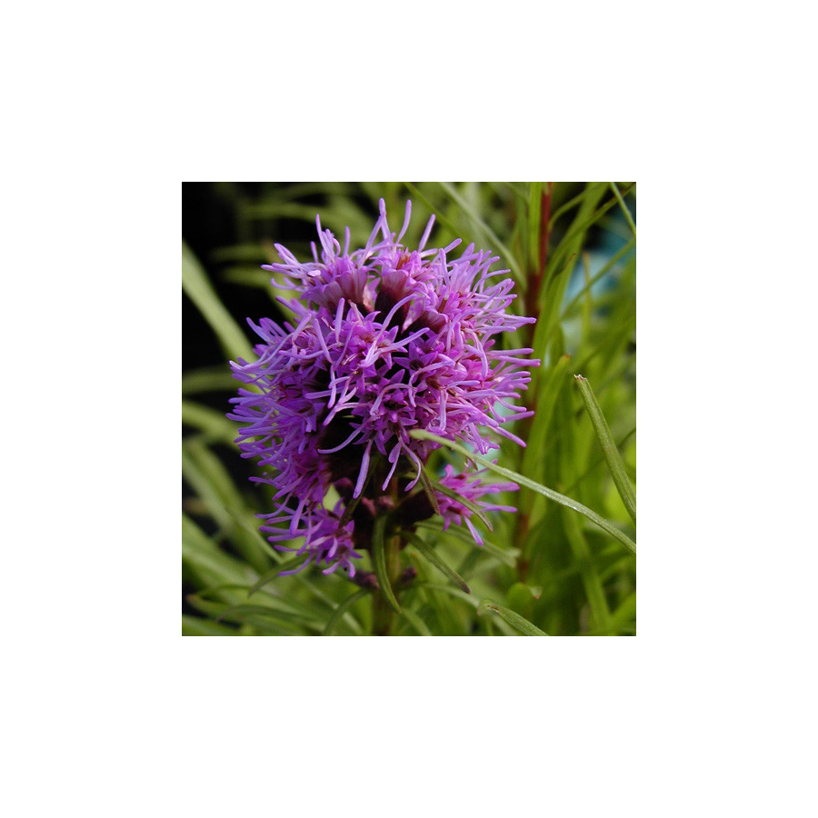 Plantes Vivaces LIATRIS spicata 'Kobold' - Plume du Kansas en vente - Pépinière Lepage .