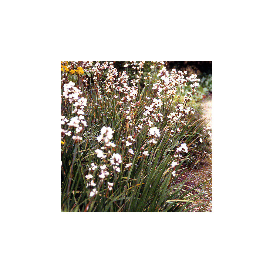 Plantes Vivaces LIBERTIA formosa en vente - Pépinière Lepage .