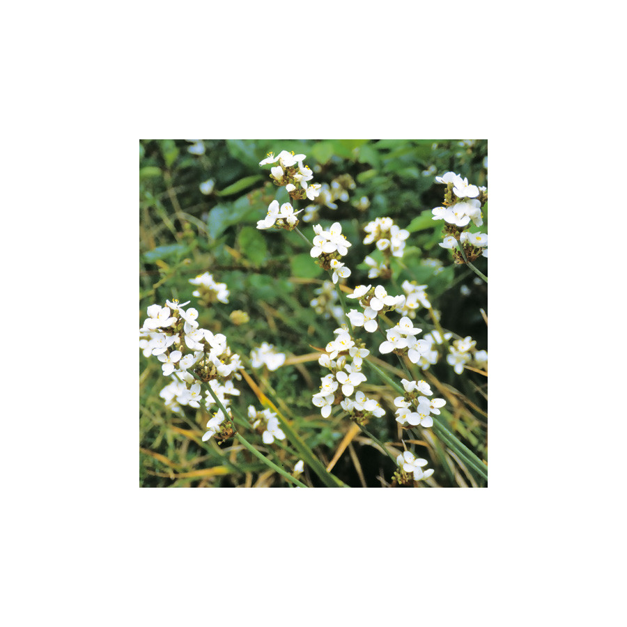 Plantes Vivaces LIBERTIA formosa en vente - Pépinière Lepage .