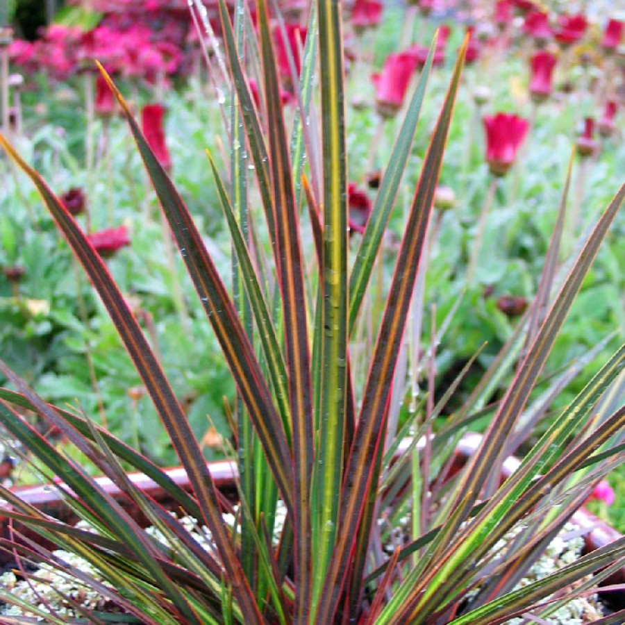 LIBERTIA ixioides 'Taupo Sunset' ®