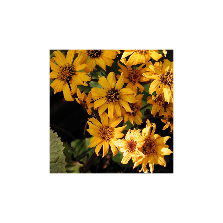 Plantes Vivaces LIGULARIA dentata 'Desdemona' - Ligulaire en vente - Pépinière Lepage .