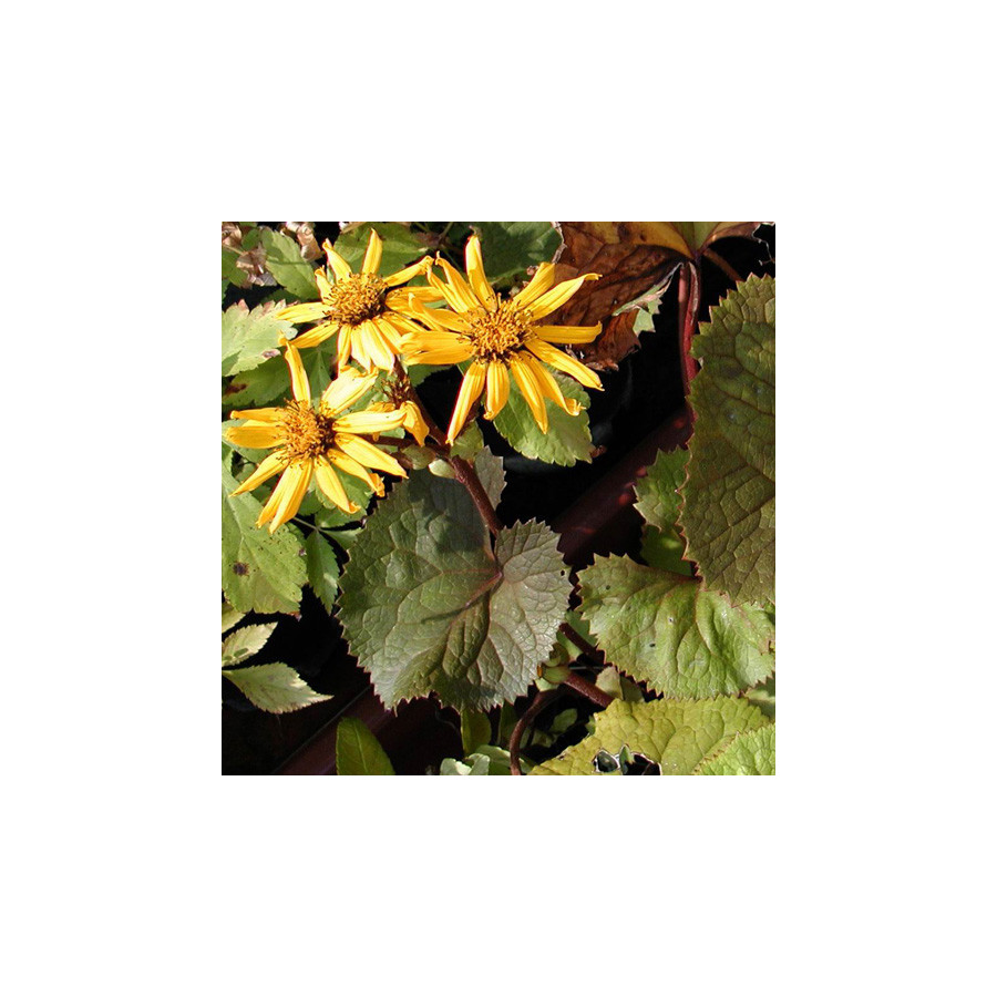 Plantes Vivaces LIGULARIA dentata 'Desdemona' - Ligulaire en vente - Pépinière Lepage .