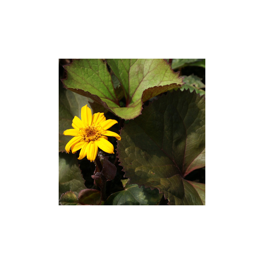 Plantes Vivaces LIGULARIA dentata 'Desdemona' - Ligulaire en vente - Pépinière Lepage .