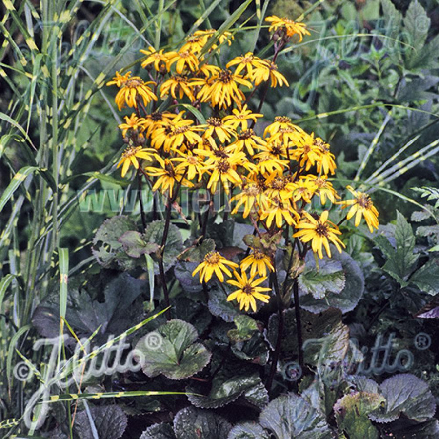 Plantes Vivaces LIGULARIA dentata 'Midnight Lady' - Ligulaire en vente - Pépinière Lepage .