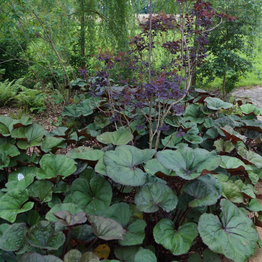 Plantes Vivaces LIGULARIA dentata 'Midnight Lady' - Ligulaire en vente - Pépinière Lepage .
