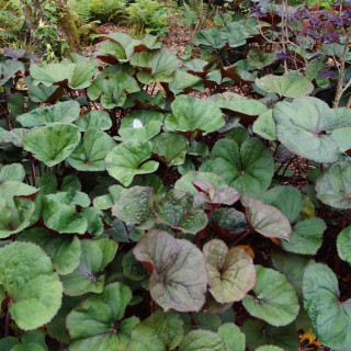 Plantes Vivaces LIGULARIA dentata 'Midnight Lady' - Ligulaire en vente - Pépinière Lepage .