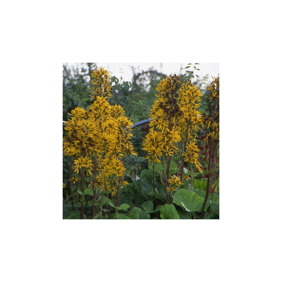 Plantes Vivaces LIGULARIA dentata (clivorum) - Ligulaire en vente - Pépinière Lepage .