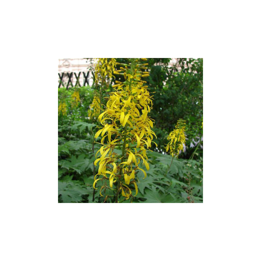 Plantes Vivaces LIGULARIA przewalskii - Ligulaire en vente - Pépinière Lepage .