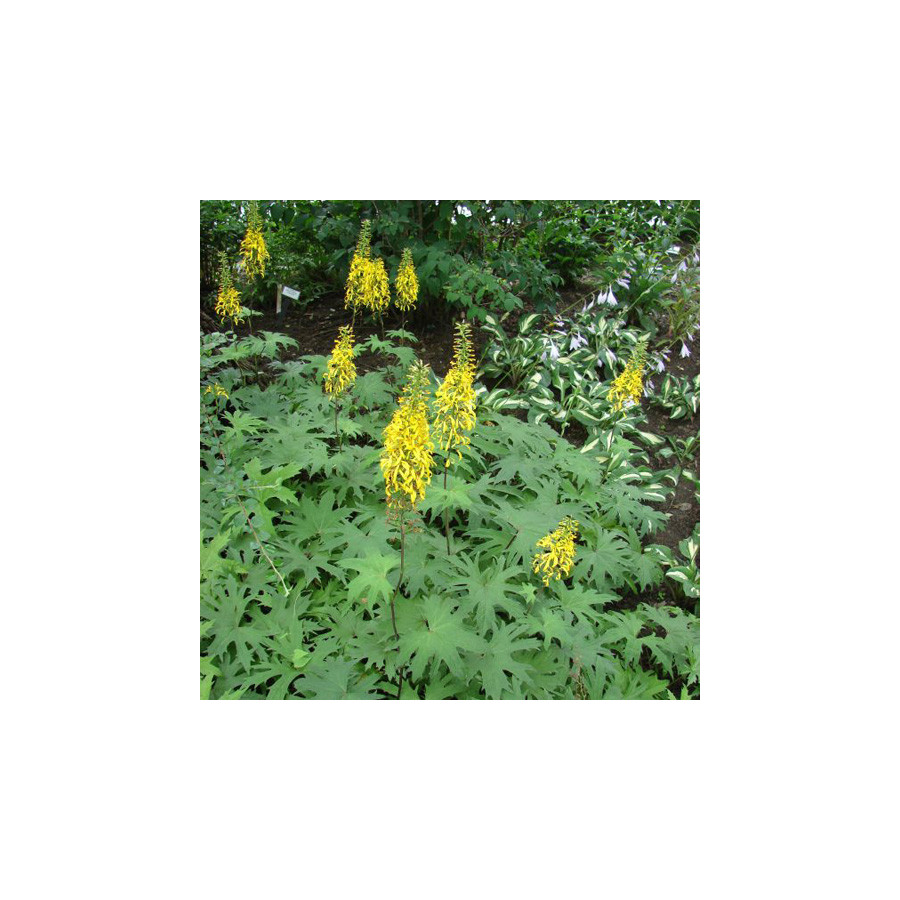 Plantes Vivaces LIGULARIA przewalskii - Ligulaire en vente - Pépinière Lepage .