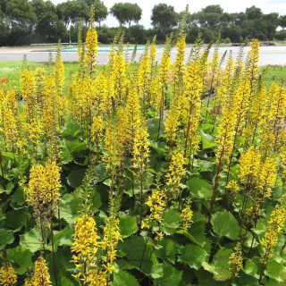 plantes-vivaces-ligularia-stenocephala-the-rocket-ligulaire-en-vente-pepiniere-lepage-
