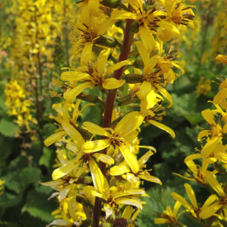 Plantes Vivaces LIGULARIA stenocephala 'The Rocket' - Ligulaire en vente - Pépinière Lepage .