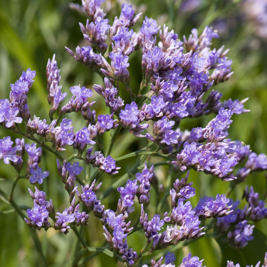 LIMONIUM vulgare