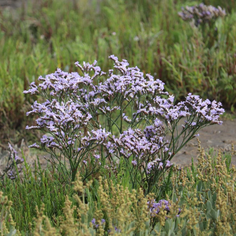 LIMONIUM vulgare