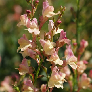 plantes-vivaces-linaria-peachy-linaire-en-vente-pepiniere-lepage-