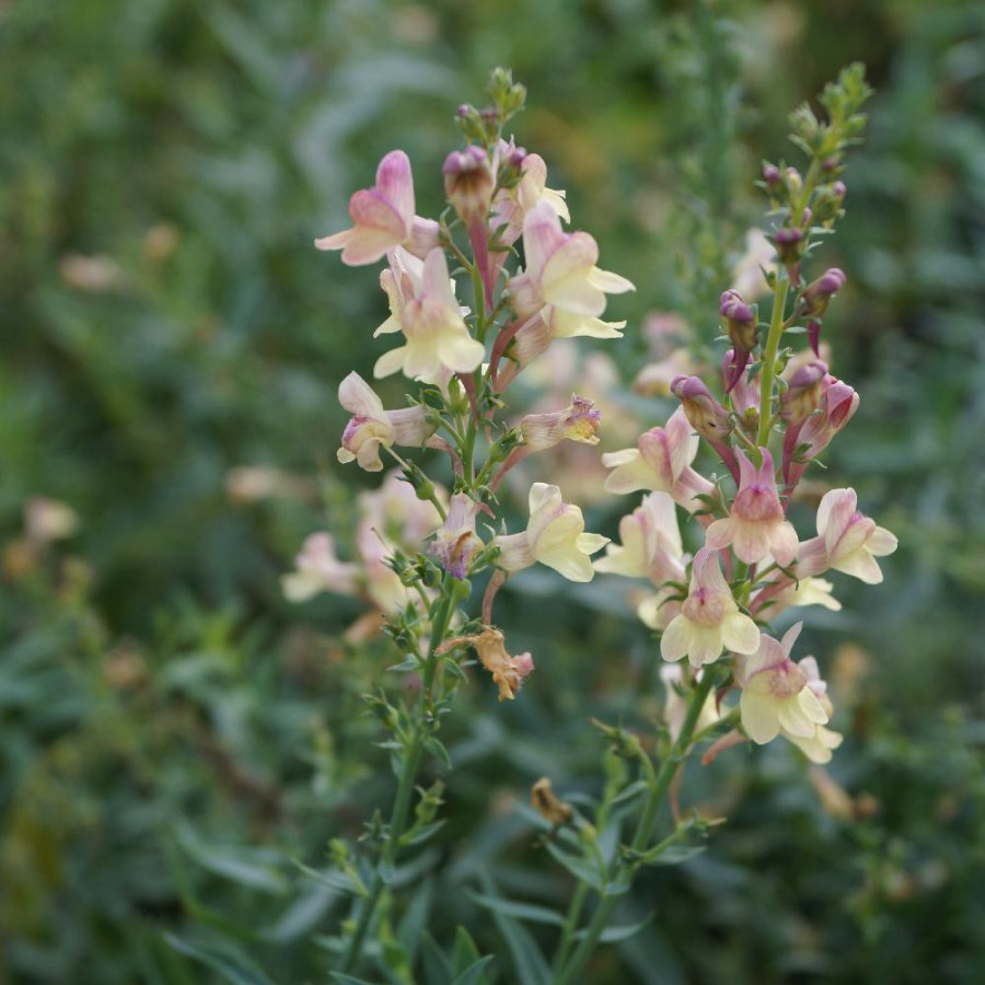 Plantes Vivaces LINARIA 'Peachy' - Linaire en vente - Pépinière Lepage .